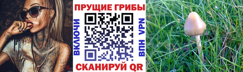 blacksprut зеркало Ленинск Галлюциногенные грибы Psilocybine cubensis
